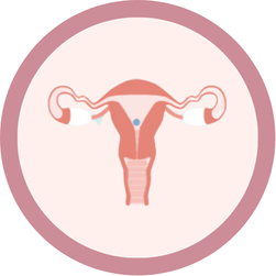 Ovulatory phase icon