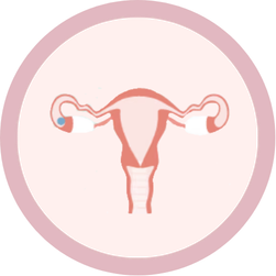 Follicular phase icon