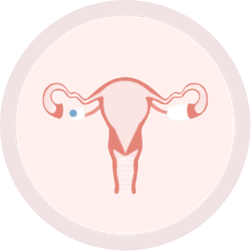 Menstrual phase icon